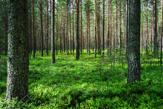 Wilde bessen uit de biologisch gecertificeerde natuur van Finland Berryconcept