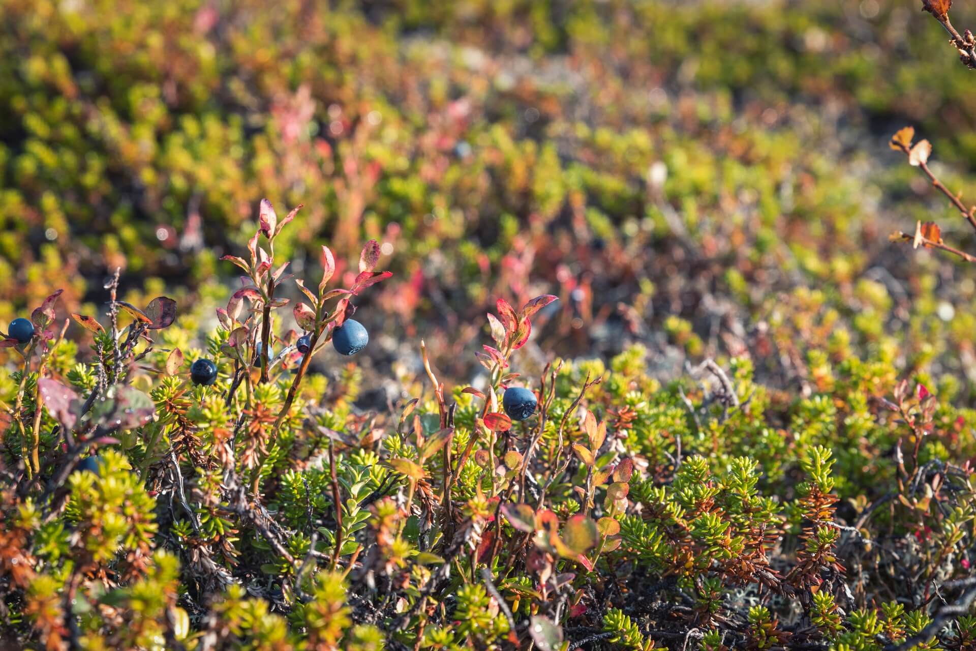 Wilde bosbessen in Finland