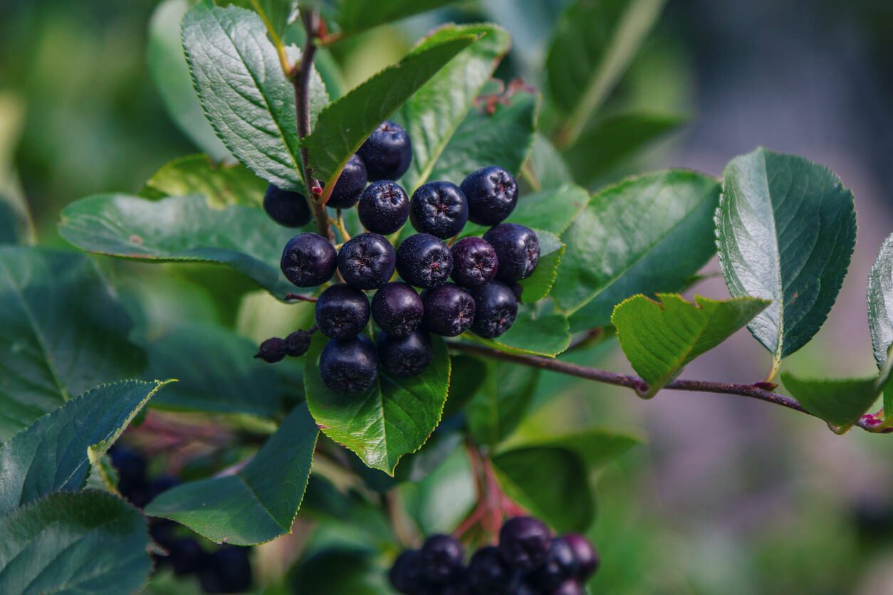 Biologische aronia bessen poeder 150g