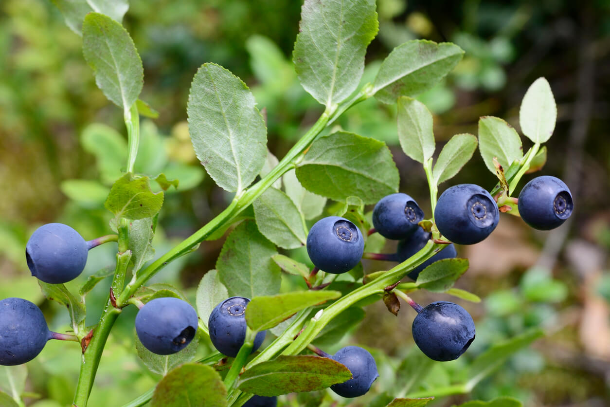 Biologische wilde bosbessen - gedroogd & ongezoet 100g