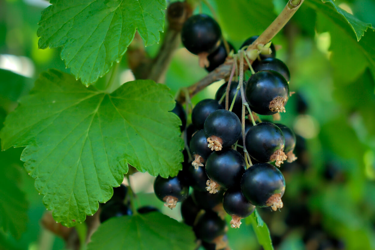 Biologische zwarte bessen poeder 150g