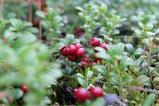 Wilde lingonberries (vossenbessen)