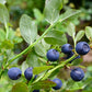 Biologische wilde bosbessen - gedroogd & ongezoet 100g