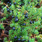 Biologische arctische crowberry poeder 140g
