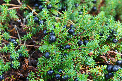 Biologische arctische crowberry poeder 140g