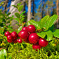 Biologische wilde lingonberries - gedroogd & ongezoet 100g