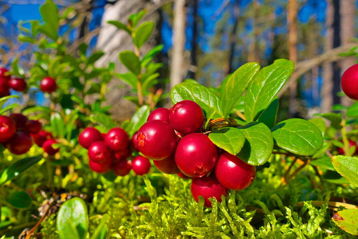 Biologische wilde lingonberry poeder 150g